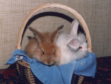 Lapin